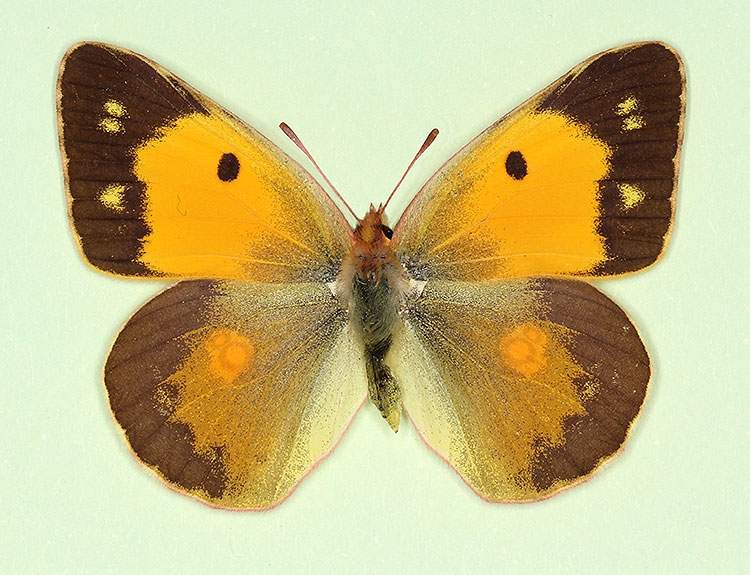 Colias croceus female (aberrant form electra) (Internet Image property of respective owner, non-commercial use only)